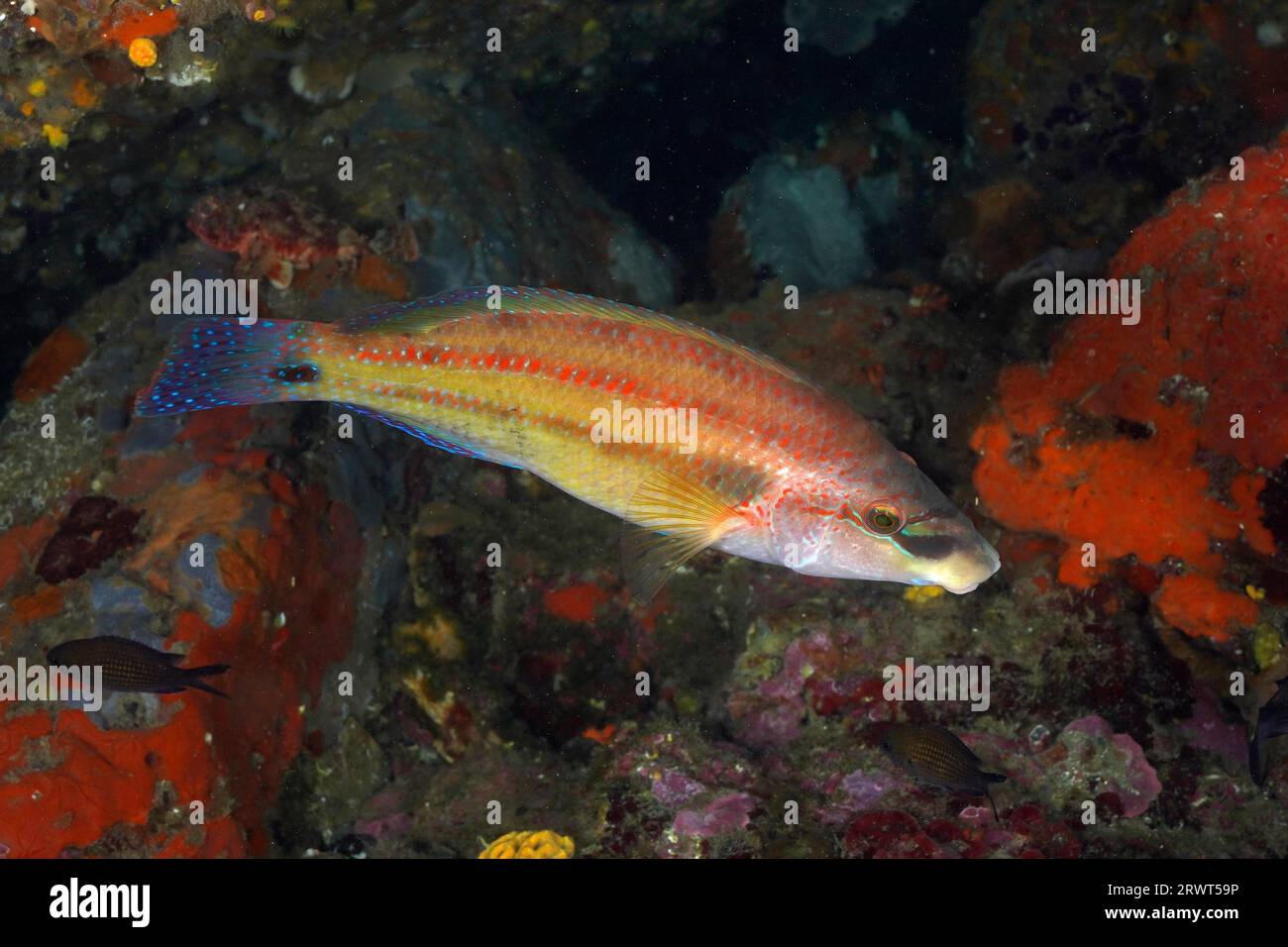 Axillarrasse (Symphodus mediterraneus), Tauchplatz Meeresschutzgebiet Cap de Creus, Rosas, Costa Brava, Spanien, Mittelmeer, Europa Stockfoto