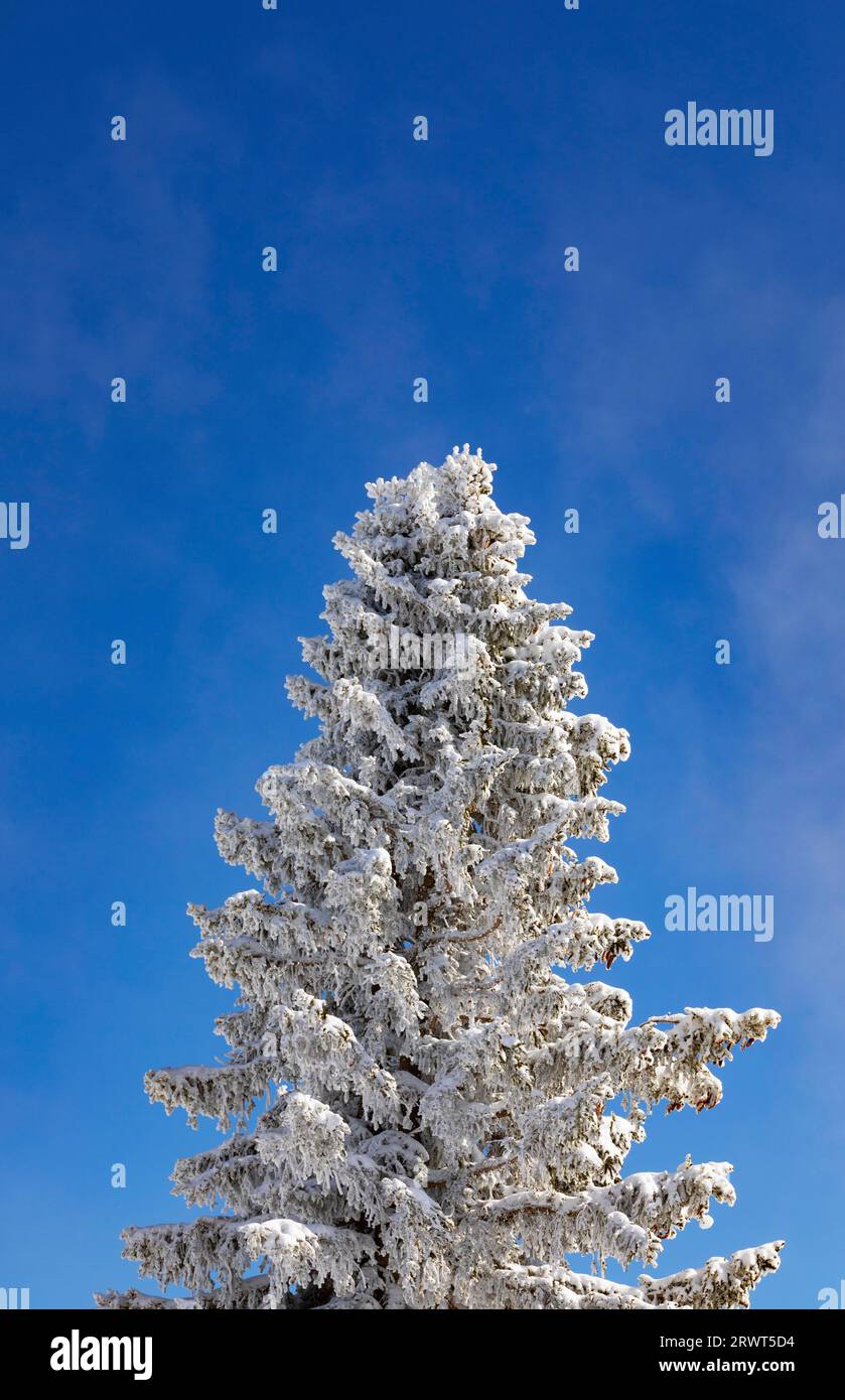 Winterlandschaft am Zwölferhorn mit tiefverschneiten Nadelbäumen, Sankt Gilgen am Wolfgangsee, Osterhorngruppe, Salzkammergut, Land Salzburg, Süd Stockfoto