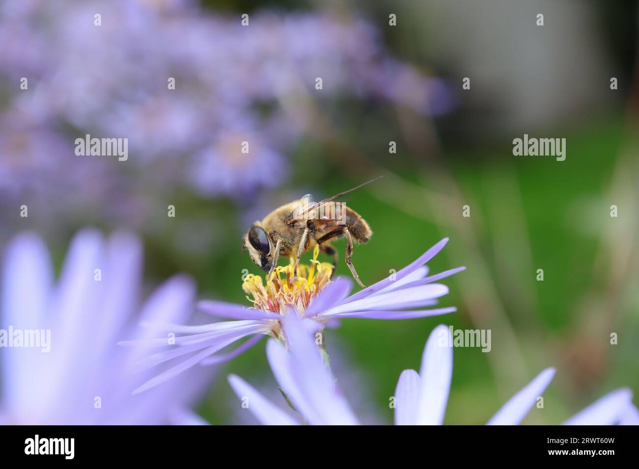 Eristalis tenax an einer nicht identifizierten Pflanze Stockfoto