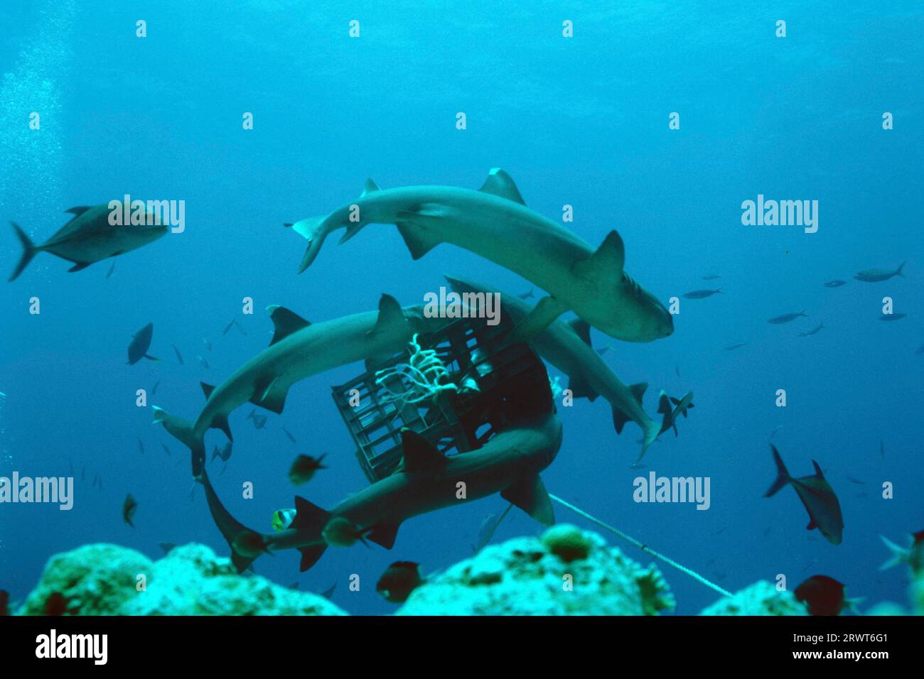 Weißspitzenriffhai (Triaenodon obesus), Forschungshai mit Thunfisch, North Horn, Australien, Südpazifik Stockfoto