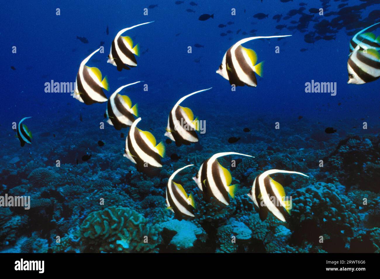 Langflossen-Bannerfisch (Heniochus acuminatus), Rangiroa-Atoll, Tuamotu-Inseln, Französisch-Polynesien, S, Pazifik Stockfoto