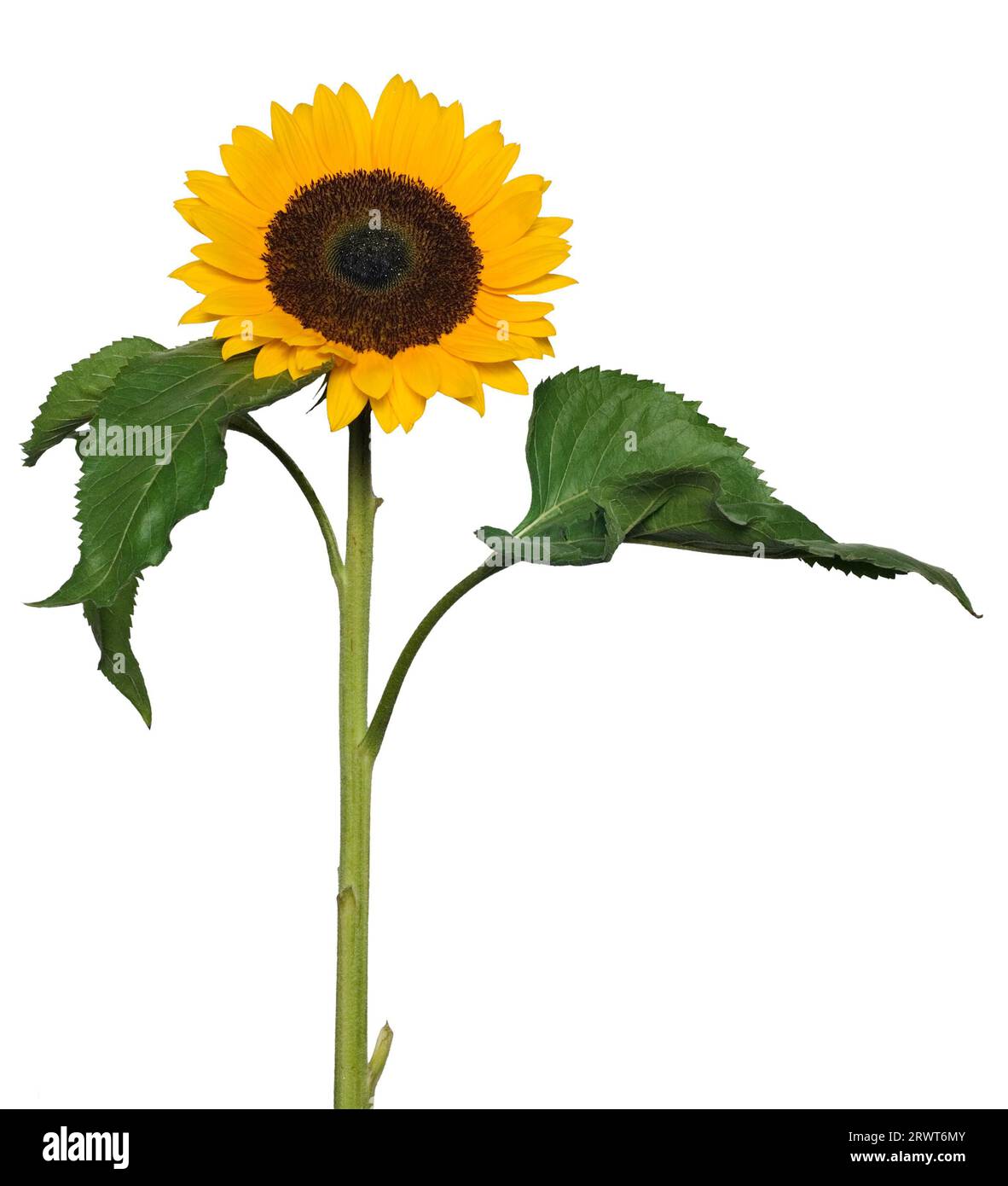 Eine Sonnenblume, Helianthus annuus Sonnenblume, Helianthus annuus Stockfoto