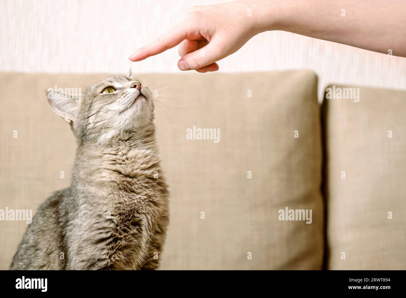 Eine grau gestreifte Katze sitzt auf einem beigefarbenen Sofa und schnüffelt einen Besitzerfinger. Die Katze vertraut dem Besitzer. Haustier und Mensch. Cat Day. CAT-Training. Stockfoto