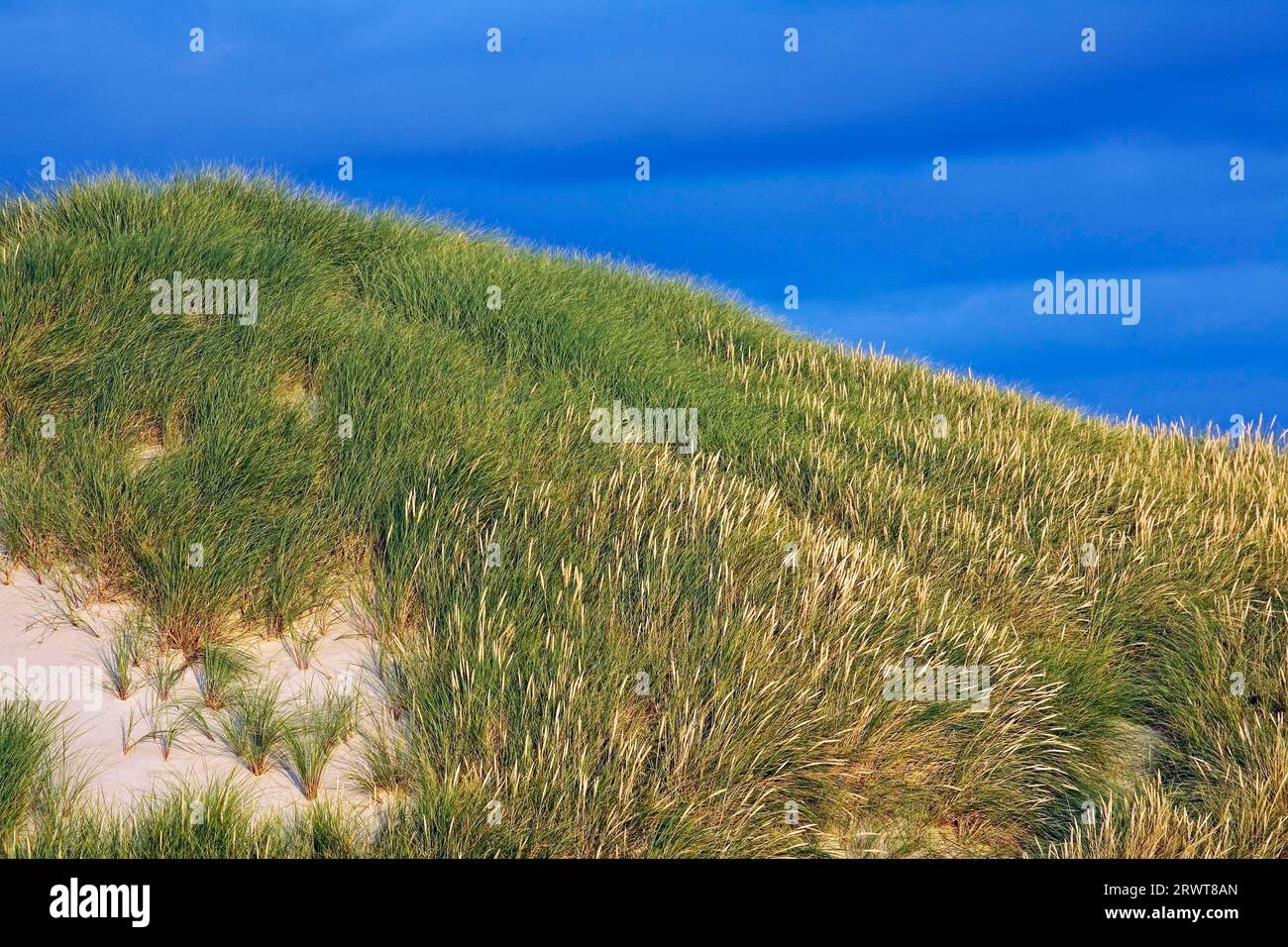 Sanddünen im ersten Morgenlicht an der dänischen Nordseeküste, Syddanmark, Dänemark Stockfoto