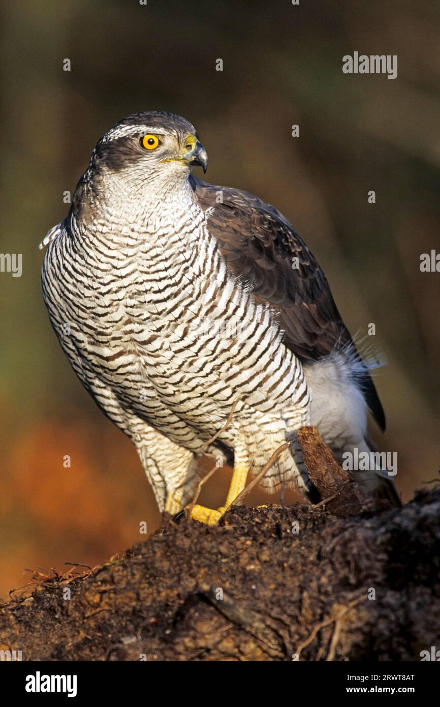 Nördliche Gosshawks (Accipiter gentilis) erreichen eine Körperlänge von 46, 63 cm (Foto weiblicher Gosshawk), nördlicher Gosshawk hat eine Länge von 46 bis 63 cm Stockfoto