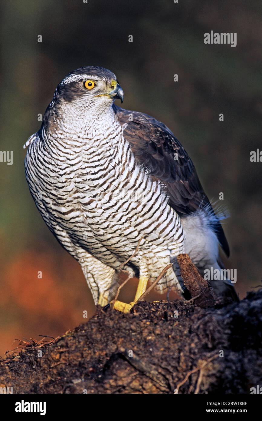 Nördliche Gosshawks (Accipiter gentilis) erreichen eine Körperlänge von 46, 63 cm (weiblicher Gosshawk), nördlicher Gosshawk hat eine Länge von 46 bis 63 cm (weiblich) Stockfoto