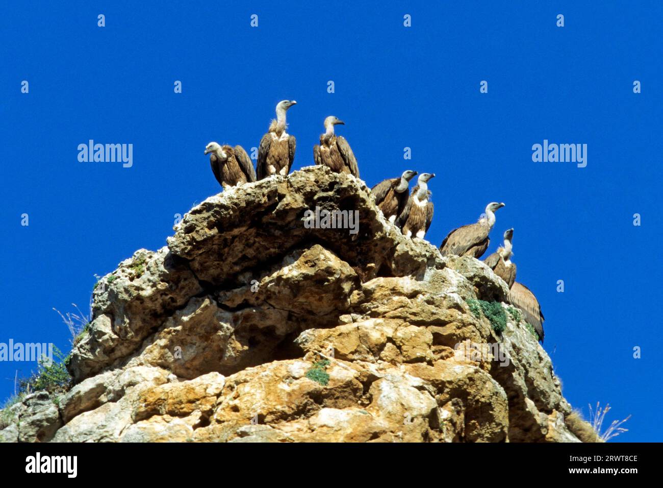 Der Greifgeier (Gyps fulvus) ist wie viele andere Geierarten (Foto Greifgeier in Spanien) ein Fressgeier (Foto) Stockfoto