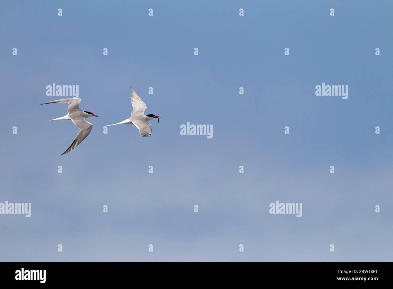 Sterna hirundo ist ein Fernwanderer (Foto Luftkampf zwischen erwachsenen Vögeln), die meisten Populationen sind Zugvögel (Foto Luft) Stockfoto