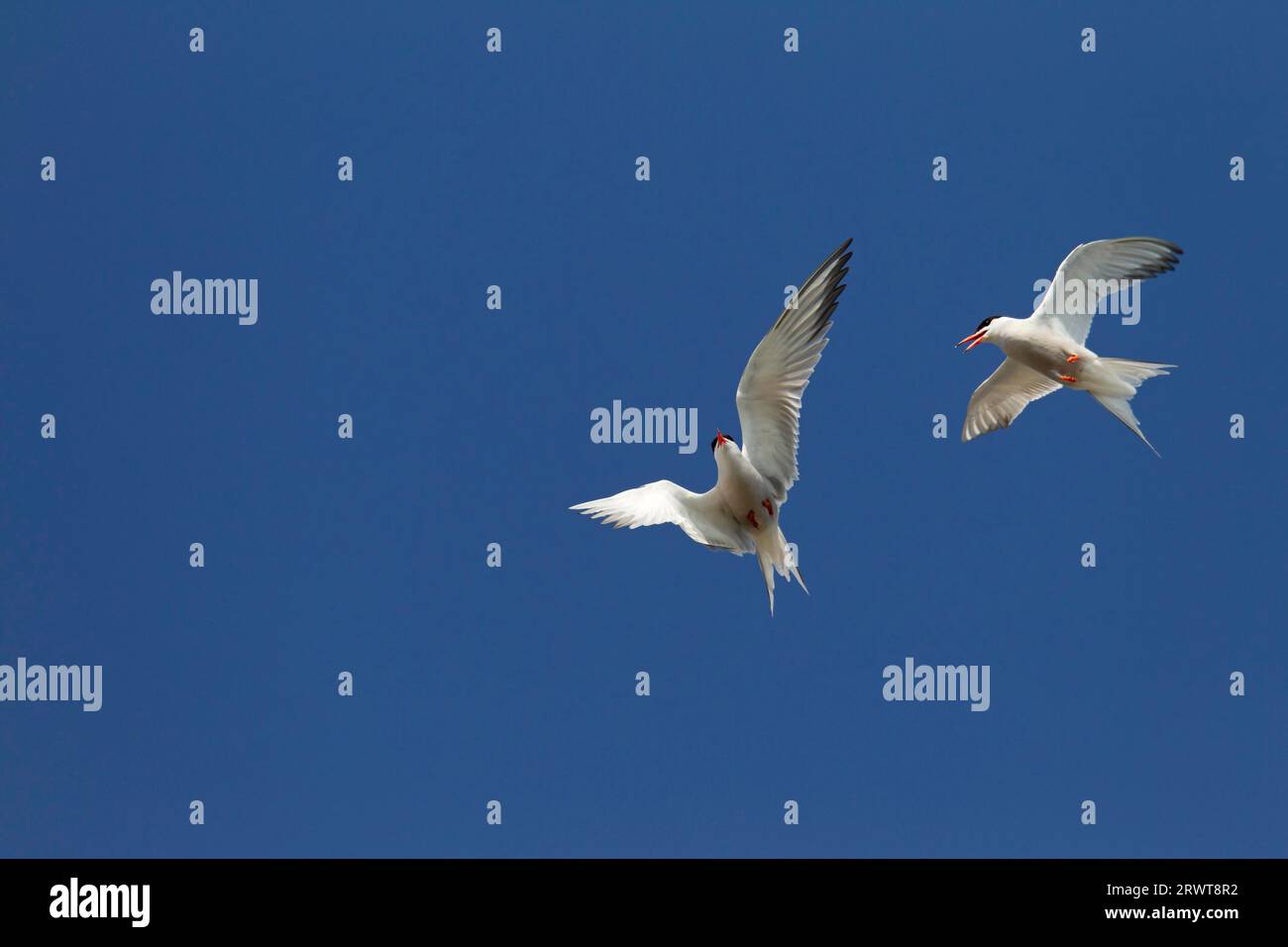 Sterna hirundo ist ein Fernwanderer (Foto Luftkampf zwischen erwachsenen Vögeln), die meisten Populationen sind Zugvögel (Foto Luft) Stockfoto
