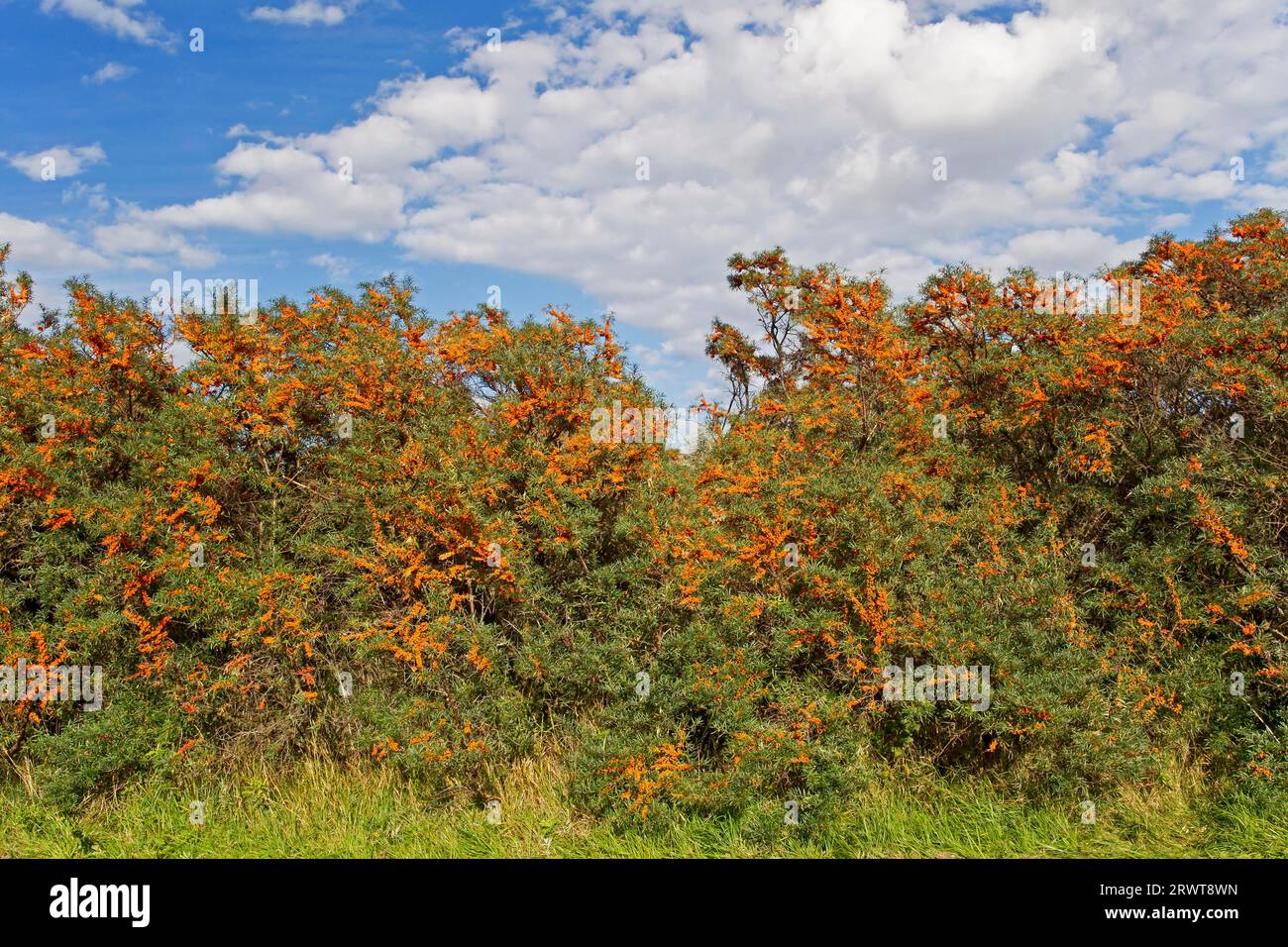 Der gewöhnliche Sanddorn (Hippophae rhamnoides) stammt ursprünglich aus Nepal und wanderte nach der letzten Eiszeit in andere Teile Eurasiens aus (Duenendorn) Stockfoto