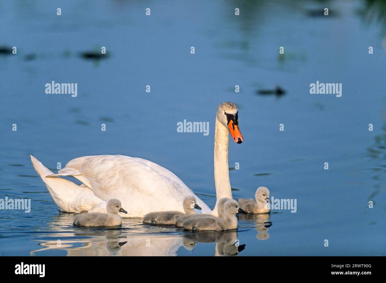 Stummschwanenweibchen (Cygnus olor) mit Jungvögeln auf einem See, Stummschwanenweibchen mit Jungvögeln (Weißer Schwan) Stockfoto