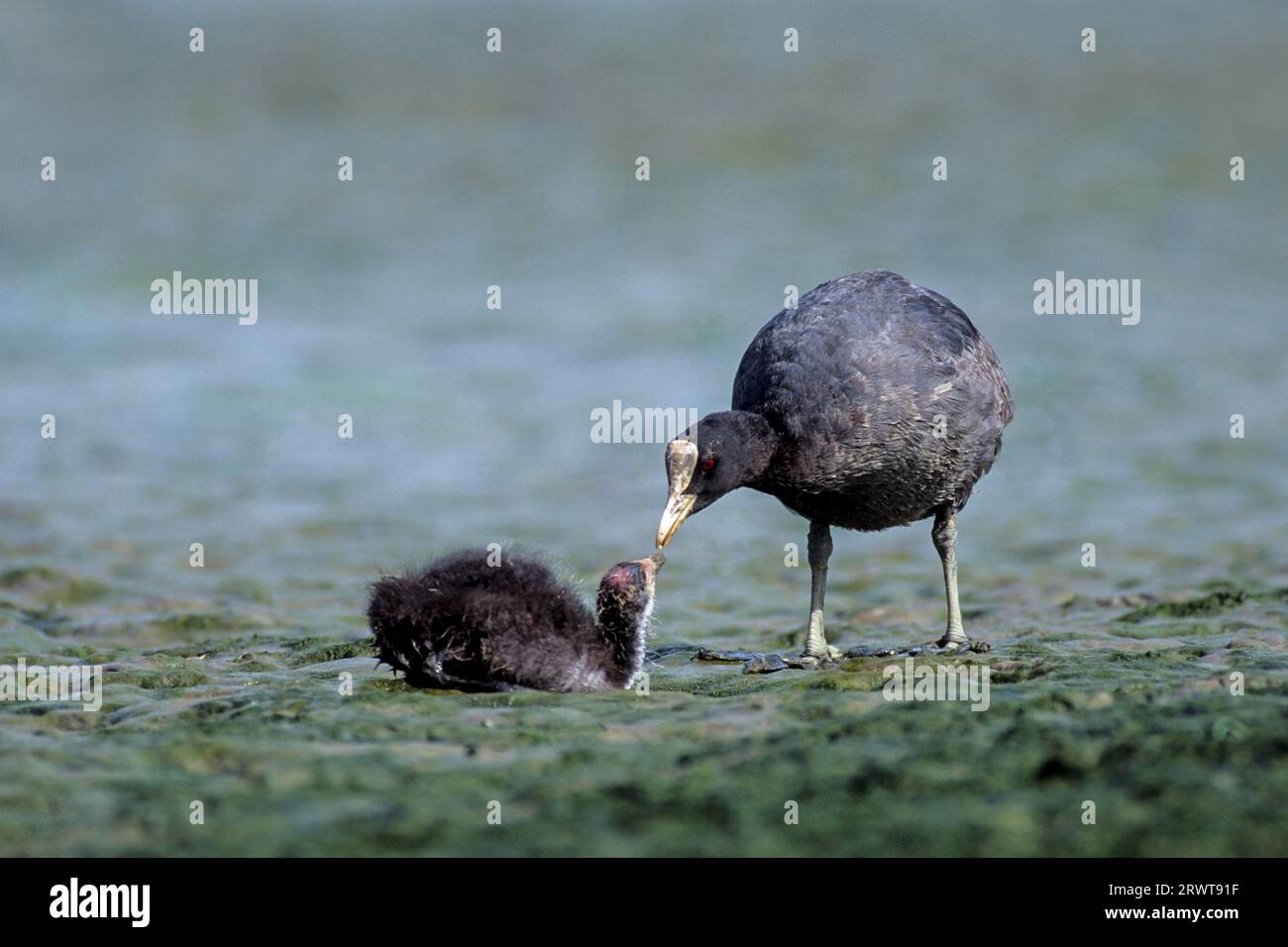 Jungvogel im Schlickwatt der Elbe (Blaessralle), Eurasischer Eurasischer Kot (Fulica atra) ernährt Kleinvögel im Stockfoto
