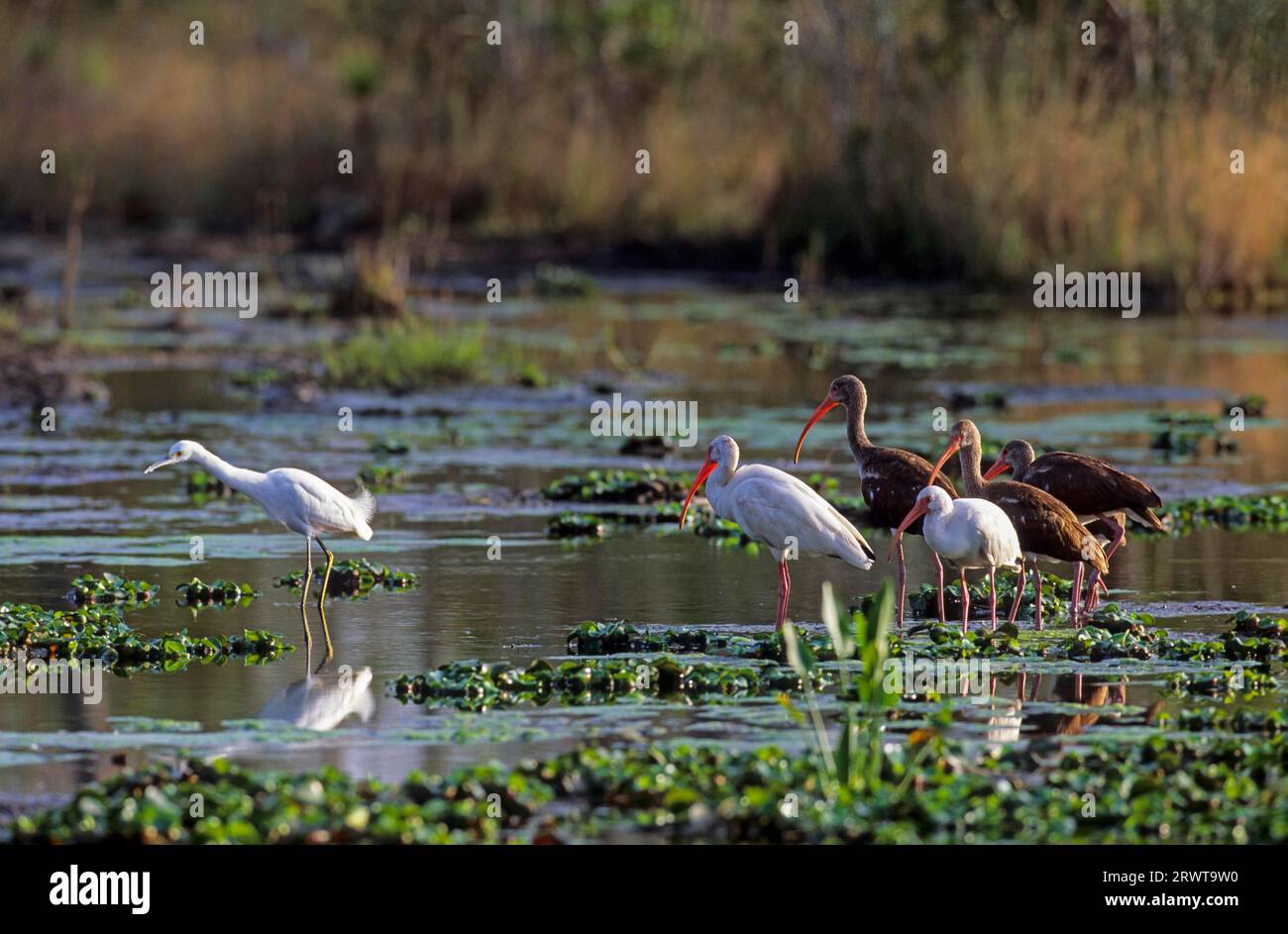 Amerikanischer weißer Ibis (Eudocimus albus) und Snowy Egret (Egretta thula) auf der Suche nach Nahrungsmitteln im Sumpf, White Ibis und Snowy Egret auf der Suche nach Nahrungsmitteln im Sumpf (American Stockfoto