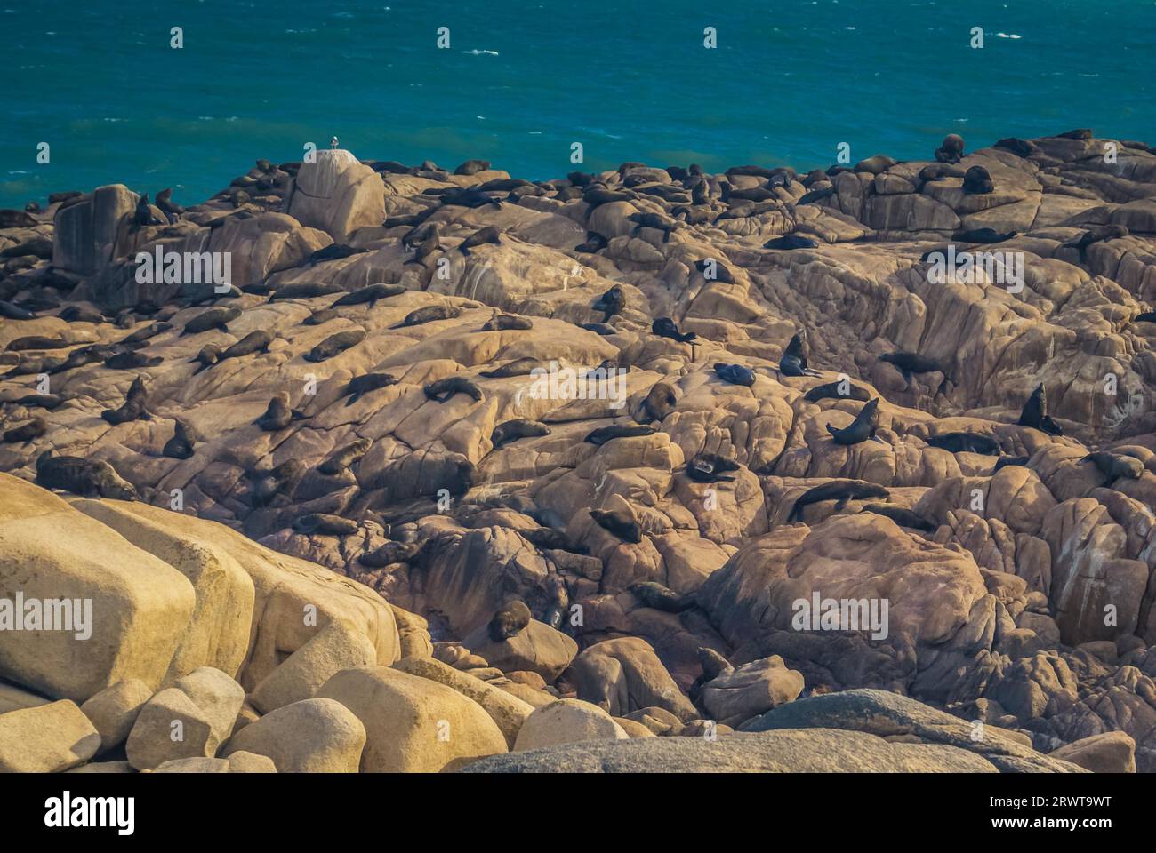 Foto von Robben, die sich entspannen und auf Steinen in der Nähe des Meeres in Cabo Polonio in Uruguay im Departement Rocha liegen Stockfoto