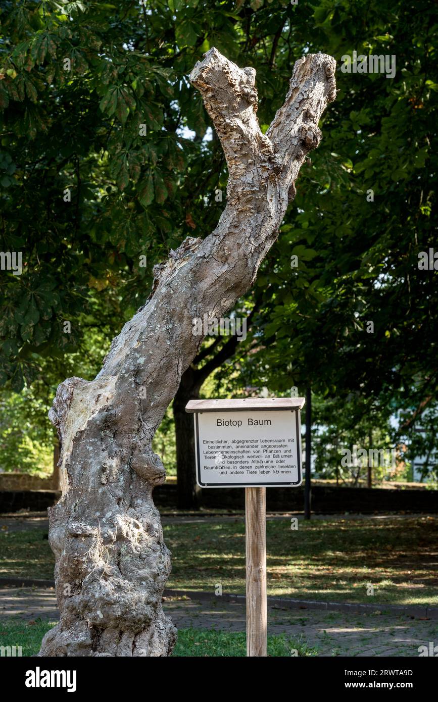 Biotopbaum, Lebensraumbaum, toter Baum, Biotop, Lebensraum, Lebensraum für kleine Tiere und Insekten, Park der Stiftsruine, Altstadt, Bad Hersfeld, Hessen Stockfoto