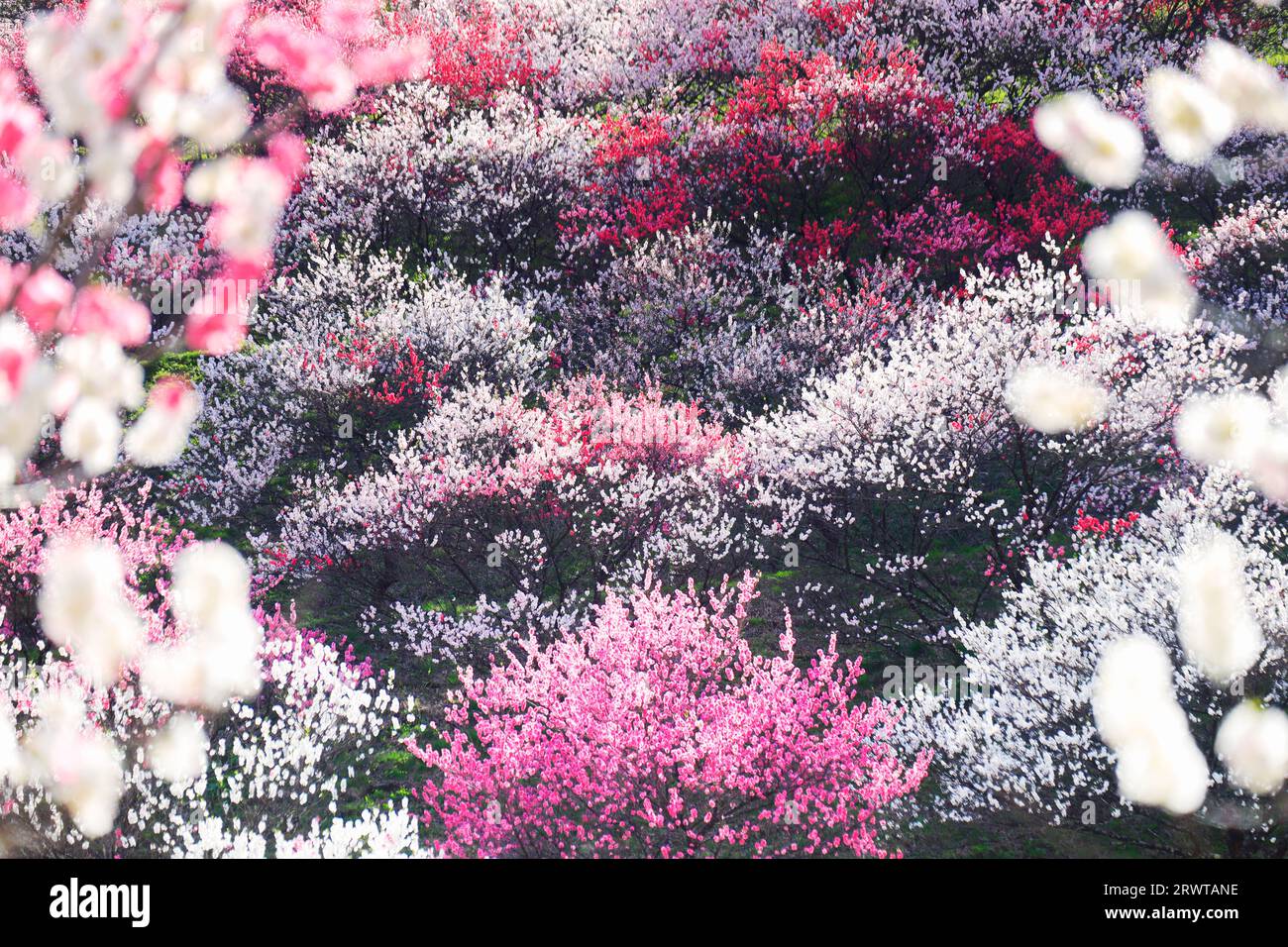 Hanamomo no Sato, Abendblick Stockfoto