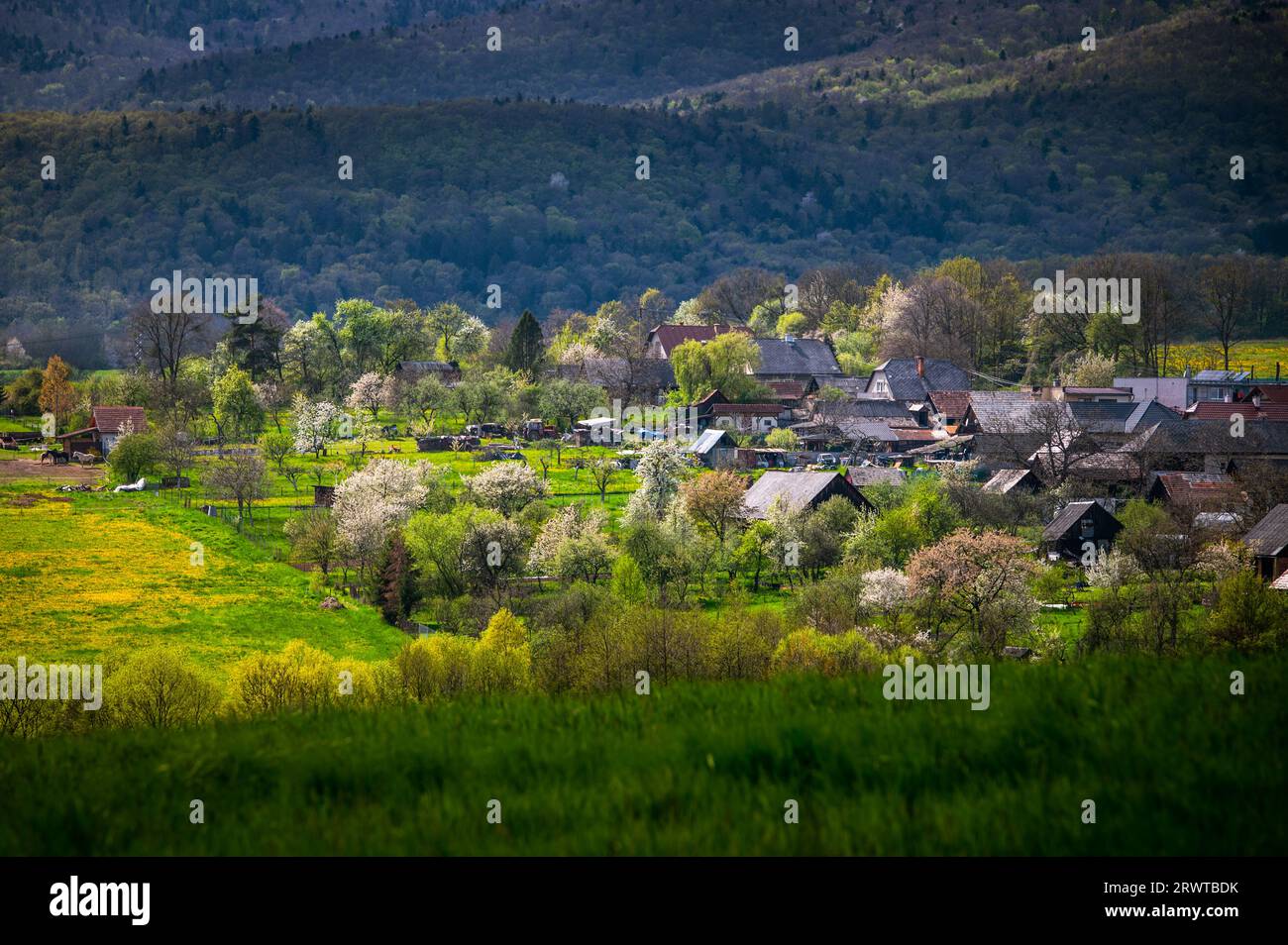 Meadow Magic: Frühlingsblüten in ländlicher Umgebung Stockfoto