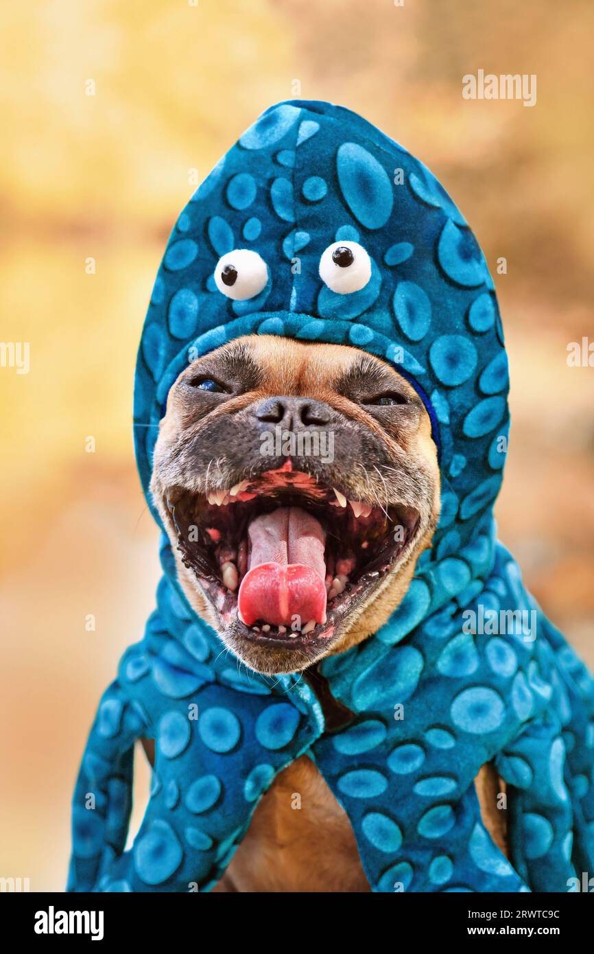 Lustiger französischer Bulldog mit Oktopus-Halloween-Kostüm, der ein gruseliges Gesicht macht Stockfoto