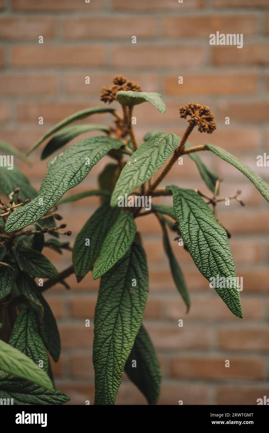 Leatherleaf viburnum (Viburnum rhytidophyllum) gegen eine Ziegelwand Stockfoto