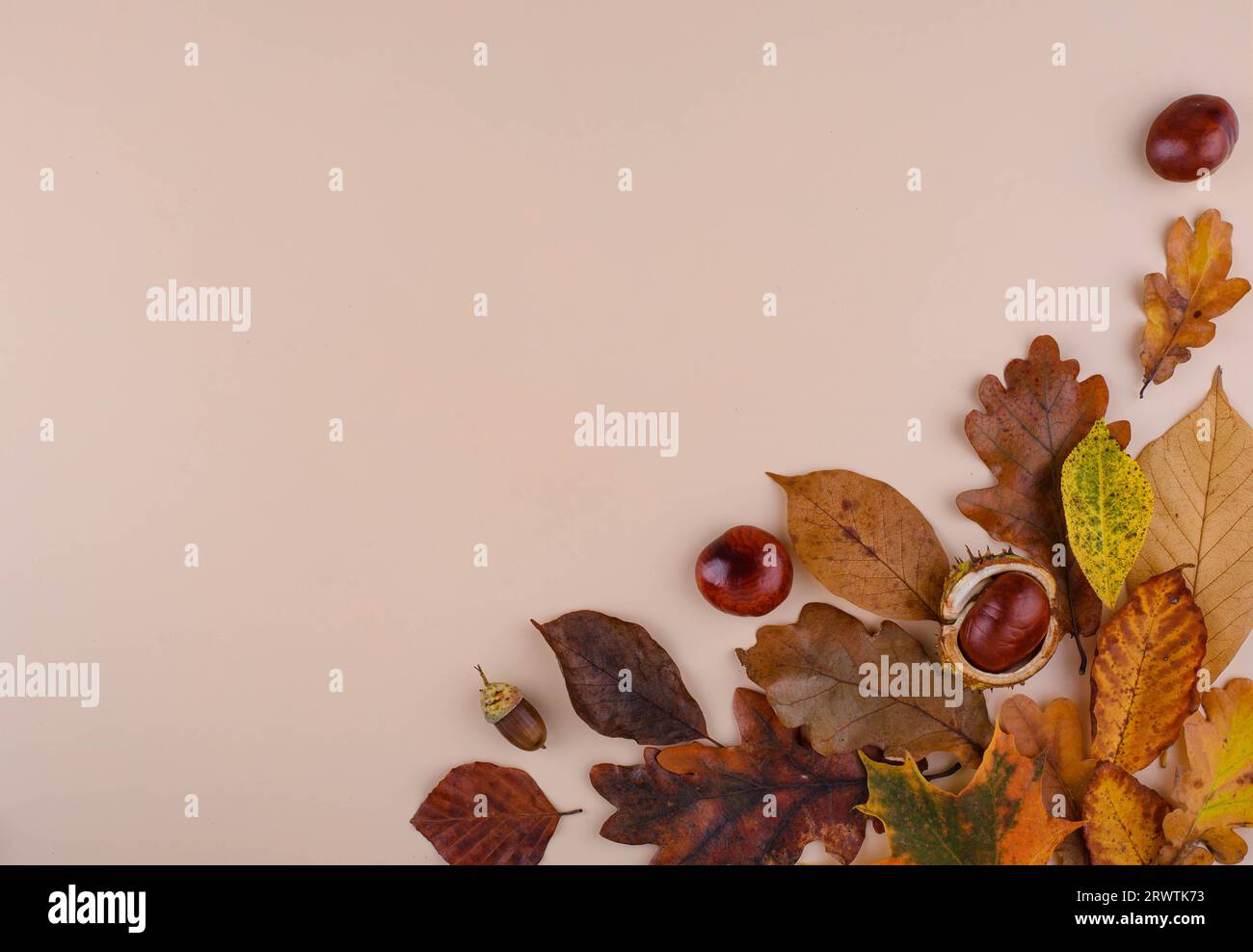 Herbsthintergrund mit trockenen Blättern. Stockfoto