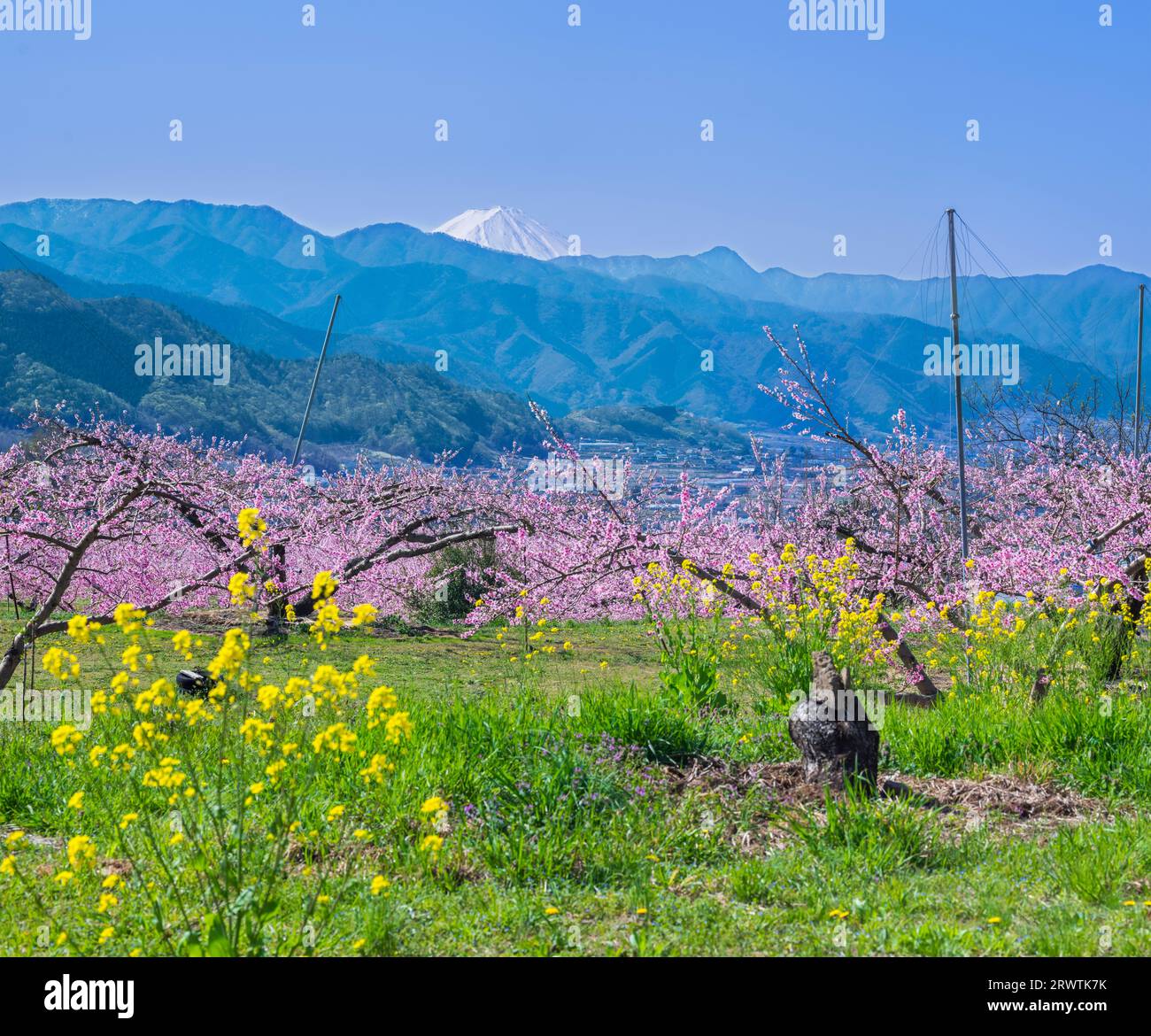 Yamanashi Landschaften Pfirsichblüten und Mt. Fuji Fernansicht Higashiyama East Weitbereich Landwirtschaftsstraße Obstlinie Stockfoto