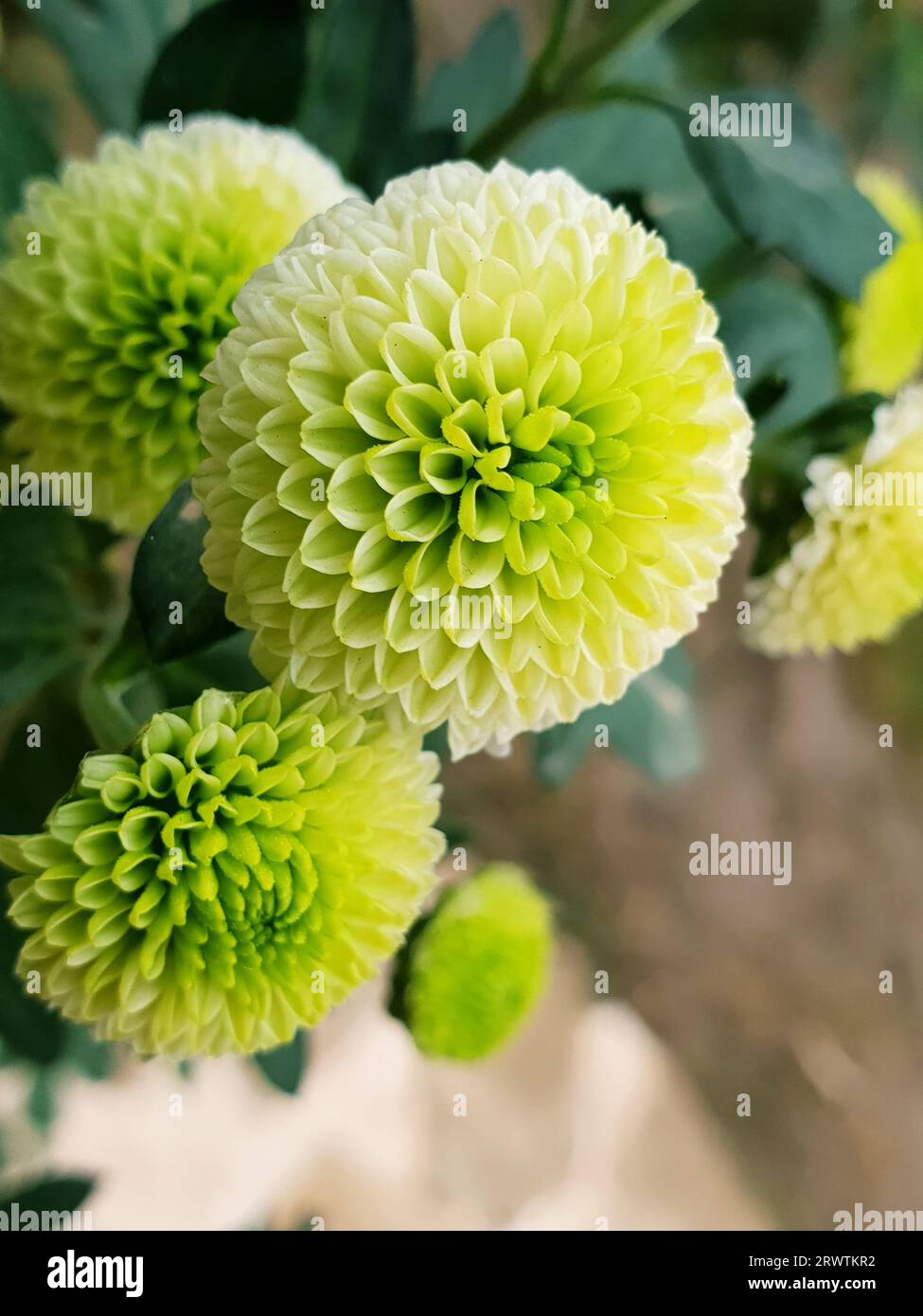 Eine besondere grüne Blüte im Herbst ( Nahaufnahme ) Stockfoto