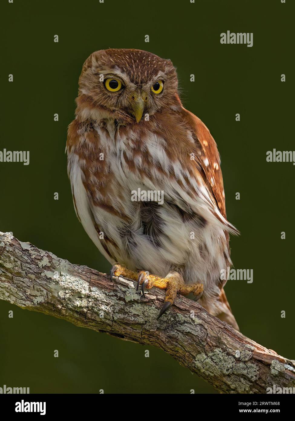 Wunderschöne Eulenrute, die auf einem Ast sitzt Stockfoto