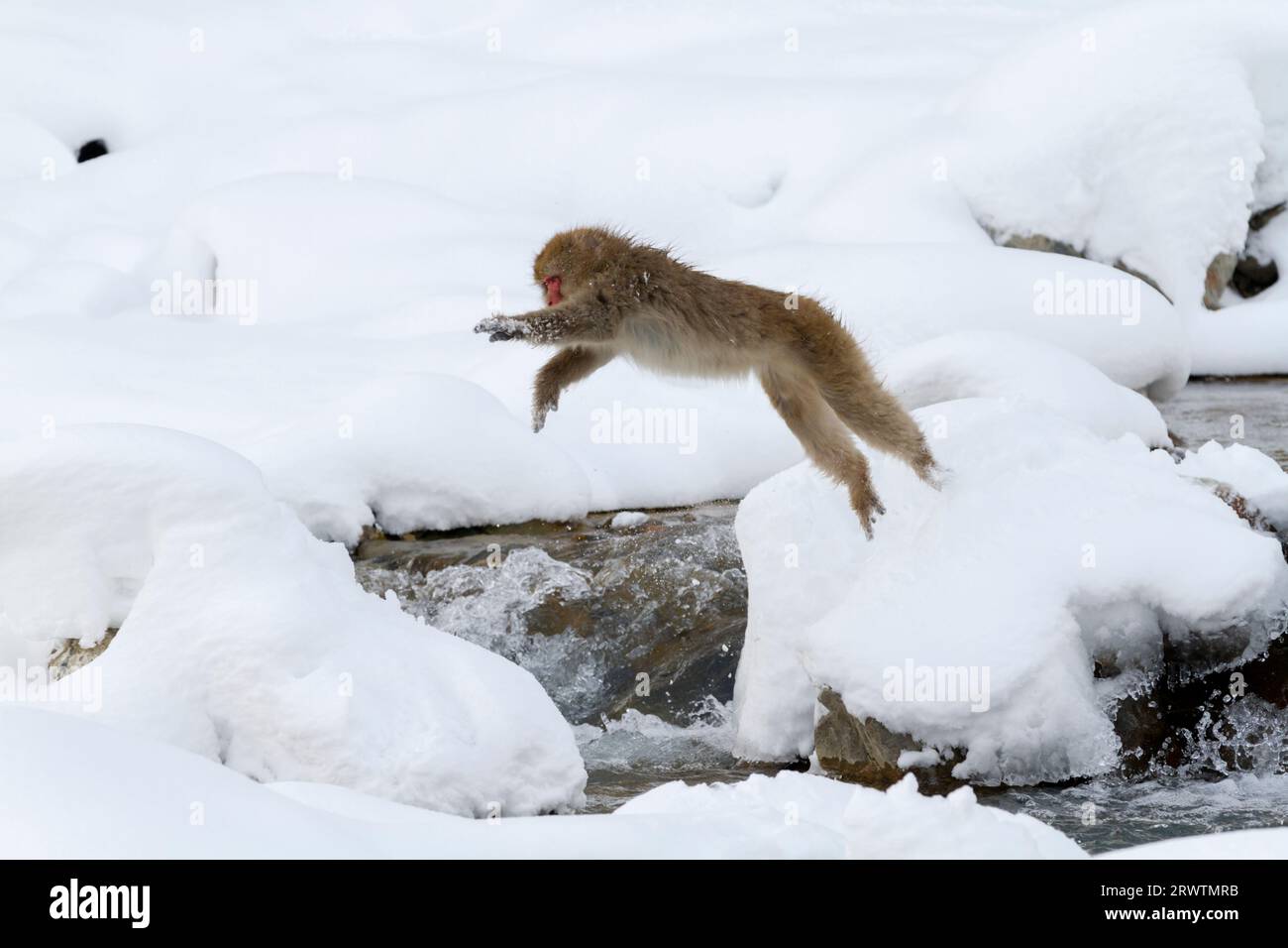 Japanische Makaken springen im Fluss Stockfoto