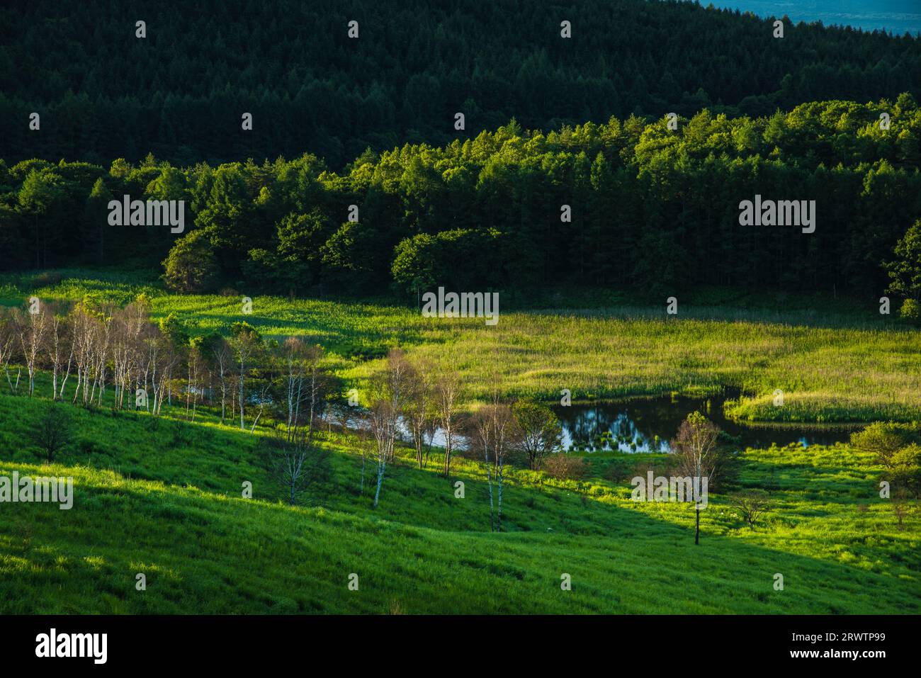 Odoriba Marsh im Sommer Stockfoto