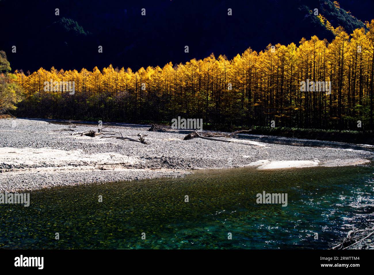 Gelbe Blätter der japanischen Lärche und des Flusses Azusa in Kamikochi Stockfoto