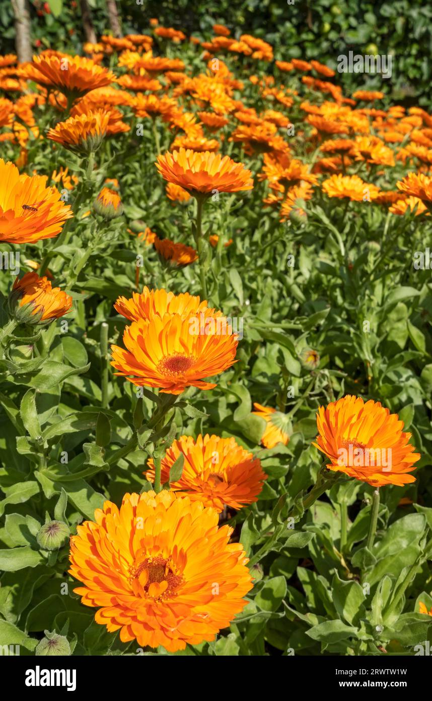 Nahaufnahme von orange Topf Ringelblumen Blüten Blume blühend in Grenze im Sommer England Großbritannien Großbritannien GB Großbritannien Stockfoto