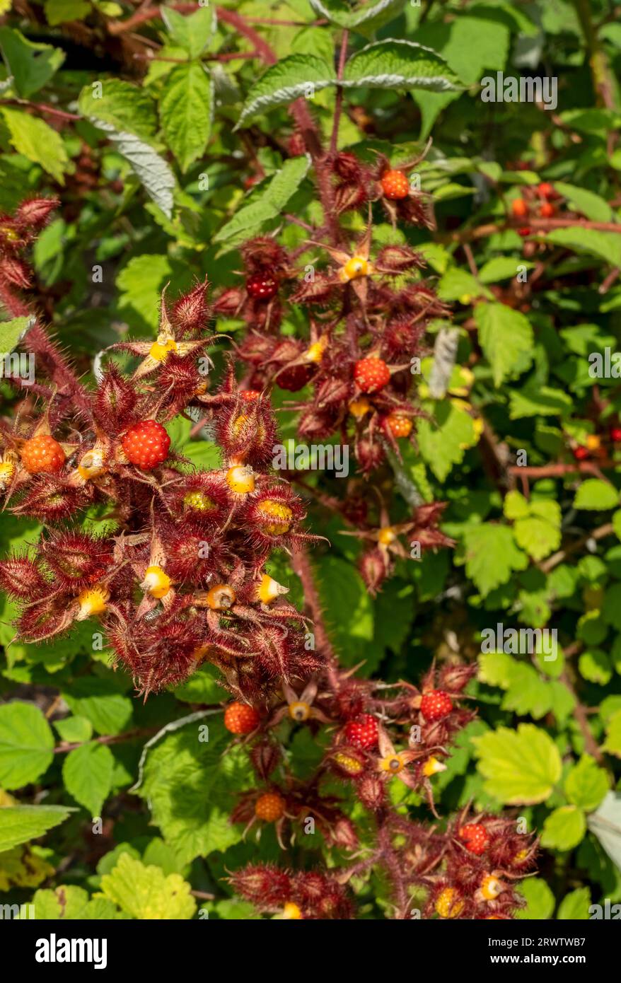 Nahaufnahme der japanischen Wineberry Beeren Pflanze im Sommer (rubus phoenicolasius) England Vereinigtes Königreich GB Großbritannien Stockfoto