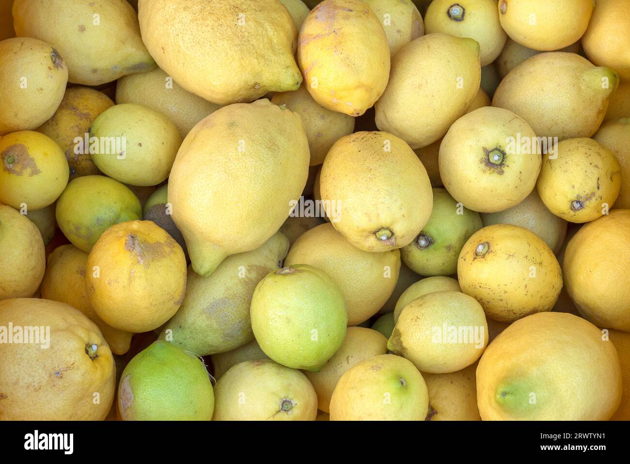 Natürliche Zitronen zum Verkauf an einem Stand im Bergdorf Guadalest in der Provinz Alicante. Stockfoto