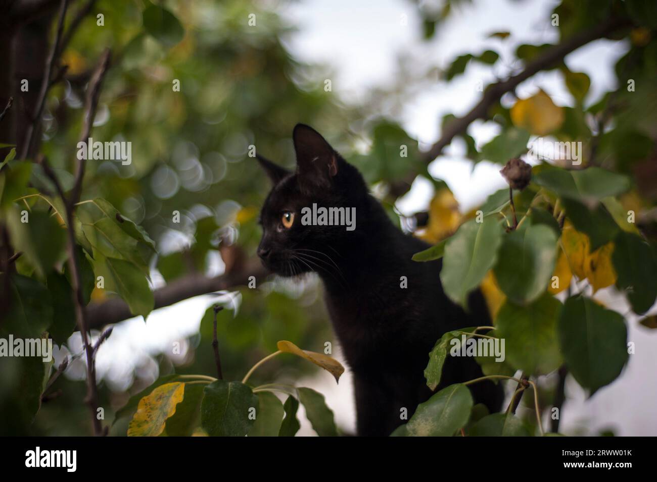 Schwarze Katze im Baum, die die Natur erkundet Stockfoto