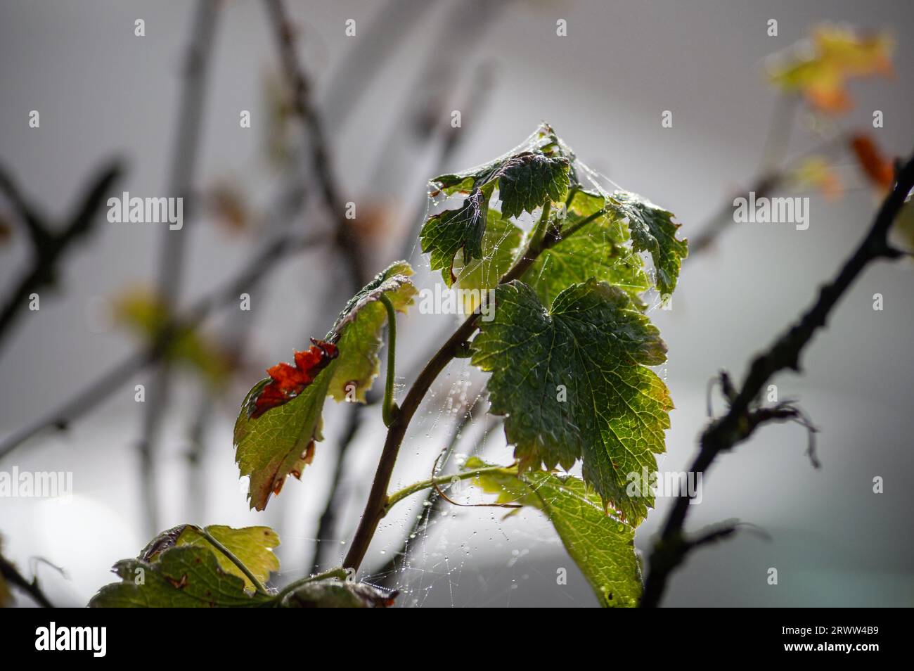 Regentropfennetze auf den Blättern Stockfoto