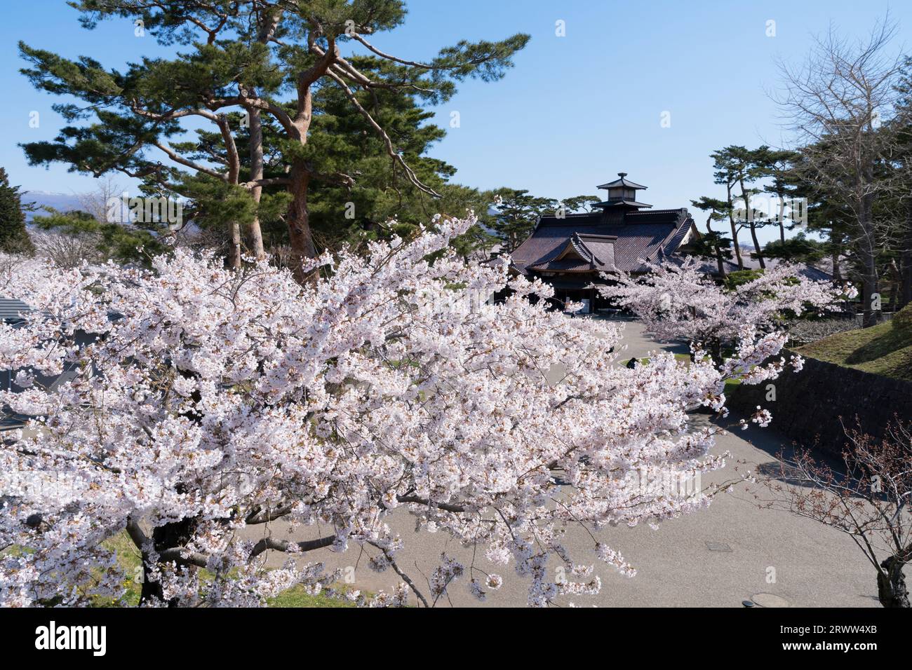 Kirschblüten im Goryokaku Park und im Büro des Magistrats von Hakodate Stockfoto
