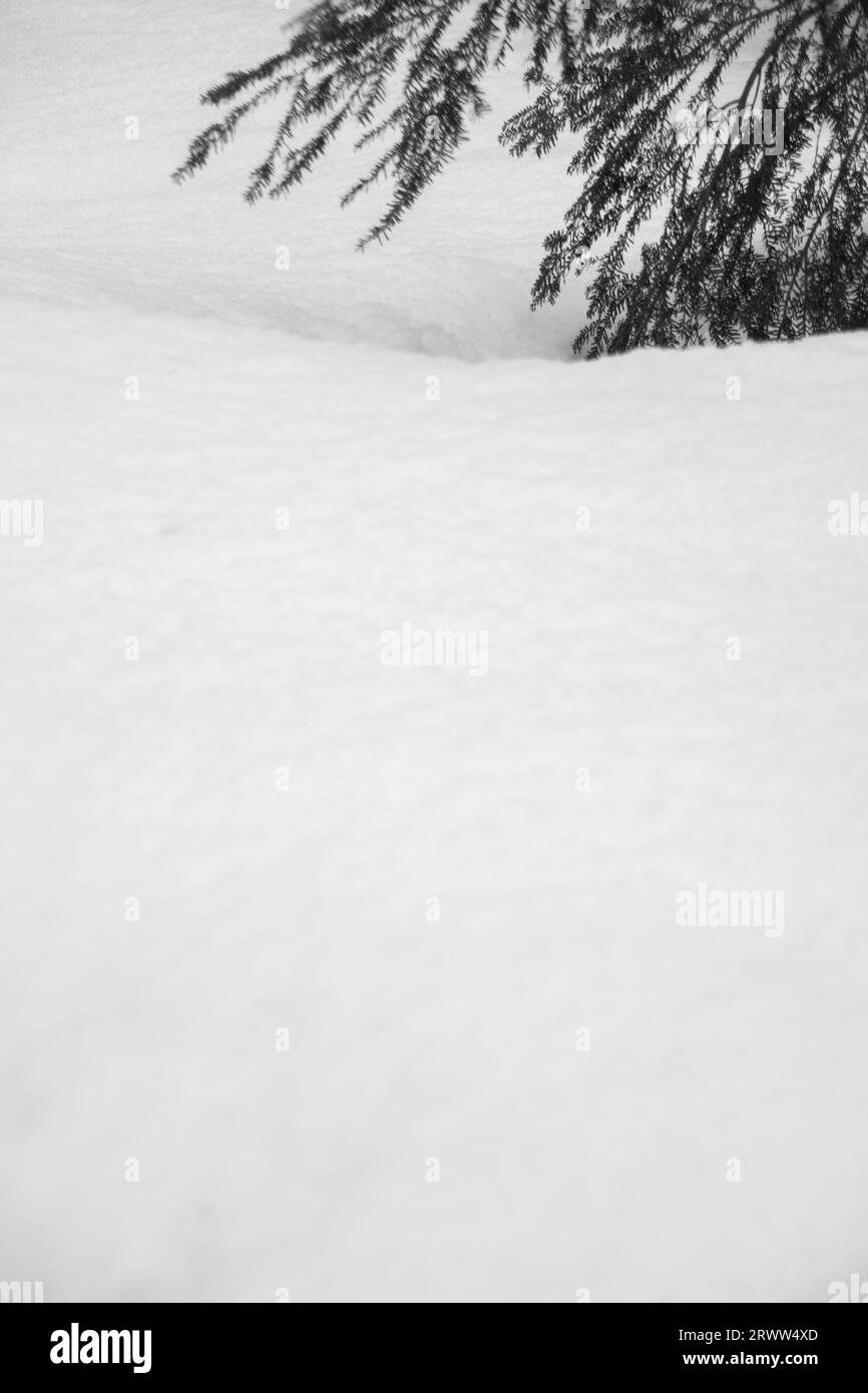 Bäume im Schnee Stockfoto