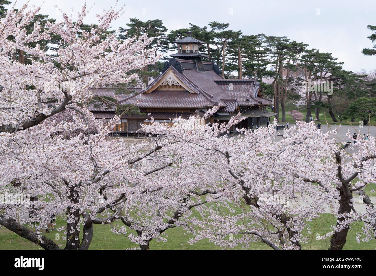 Kirschblüten im Goryokaku Park Stockfoto
