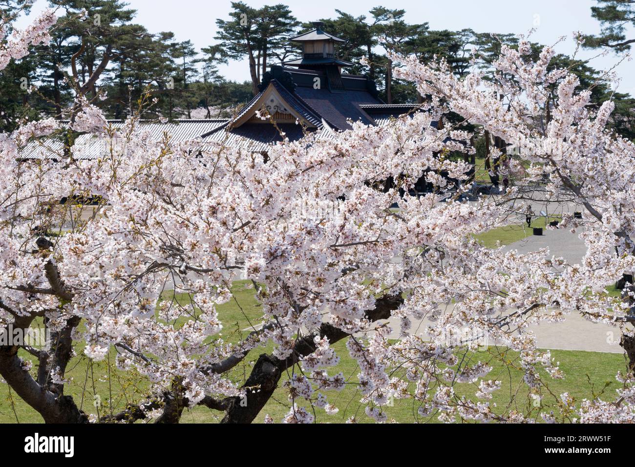 Kirschblüten im Goryokaku Park und im Büro des Magistrats von Hakodate Stockfoto