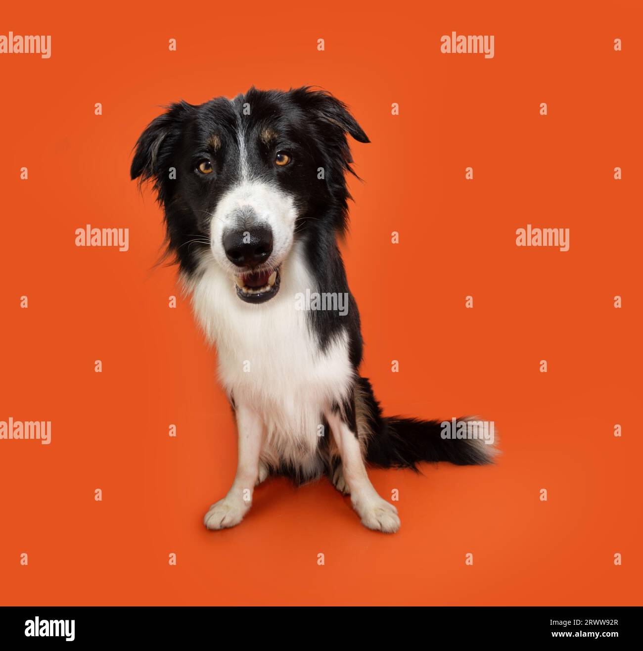 Porträt wütender oder wütender Border Collie Welpe Hund sitzt auf orangem Hintergrund. Stockfoto