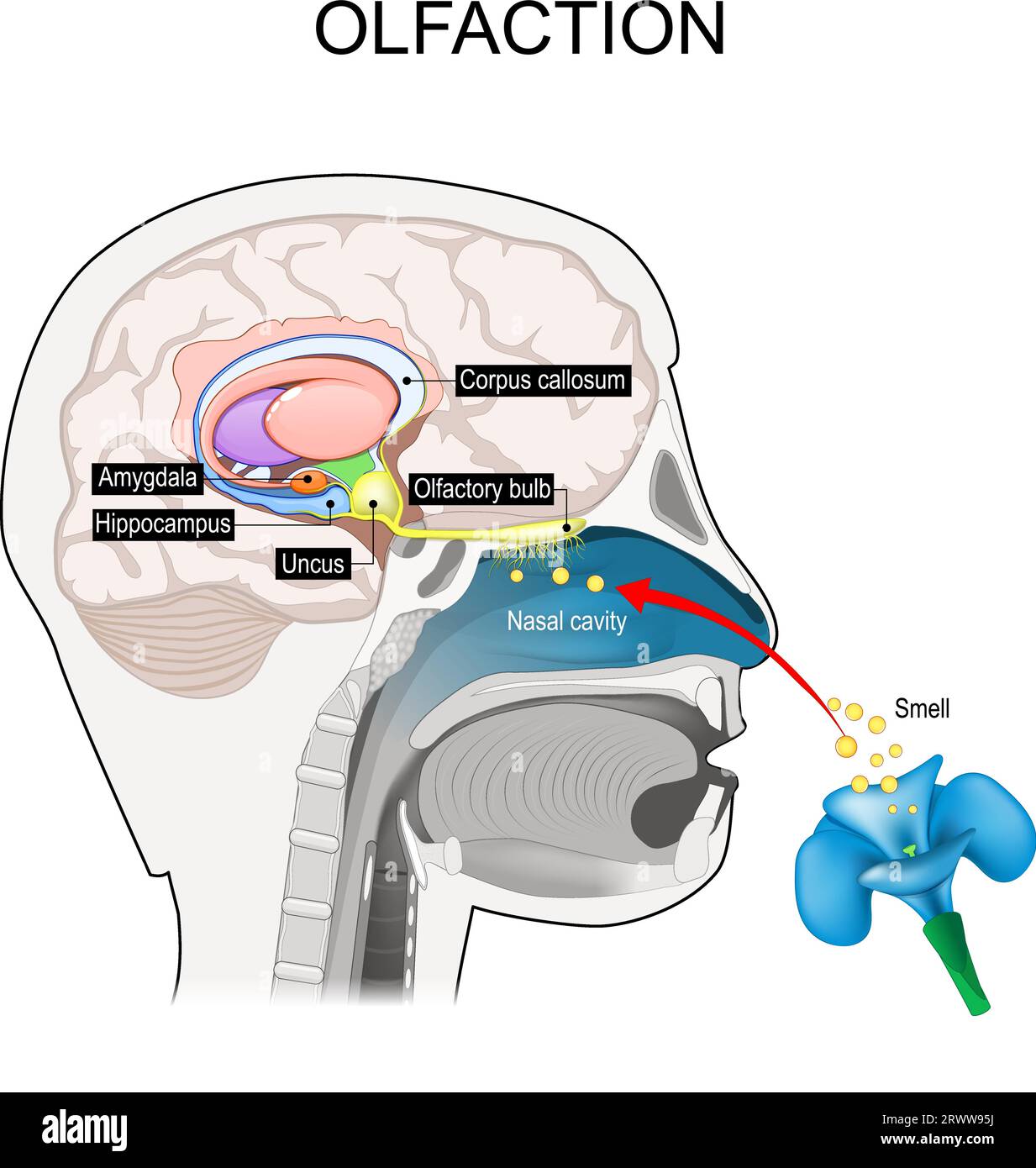 Olfaction. Olfaktorische Nerven. Querschnitt eines menschlichen Kopfes mit einem Teil des Gehirns, der mit dem Geruch verbunden ist. Geruchssinn. Bildungssystem. Vektor illustr Stock Vektor