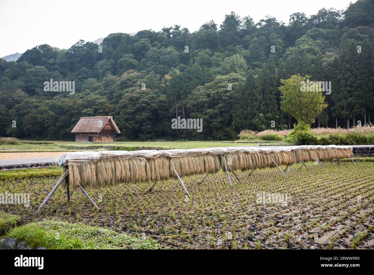 Reisfelder mit geerntetem Reistrockner Stockfoto