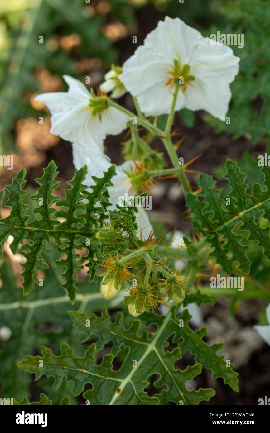 Wunderschönes natürliches Nahaufnahme blühendes Pflanzenporträt von Solanum Sisymbriifolium in der Sommersonne Stockfoto