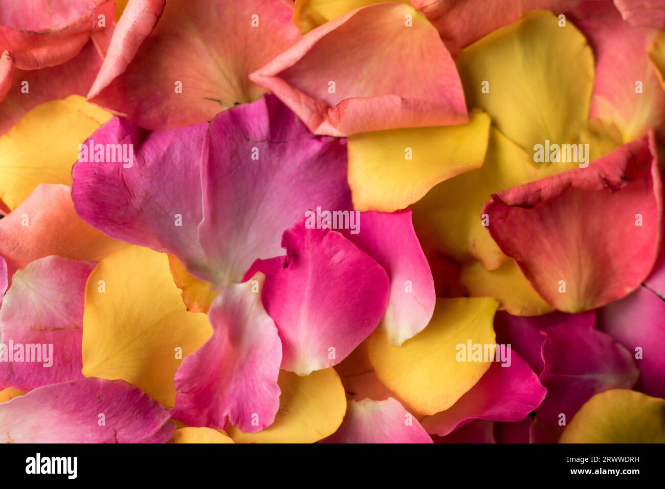 Hintergrund mit rosa und gelben Rosenblättern, Hintergrund mit bunten Rosenblättern Stockfoto