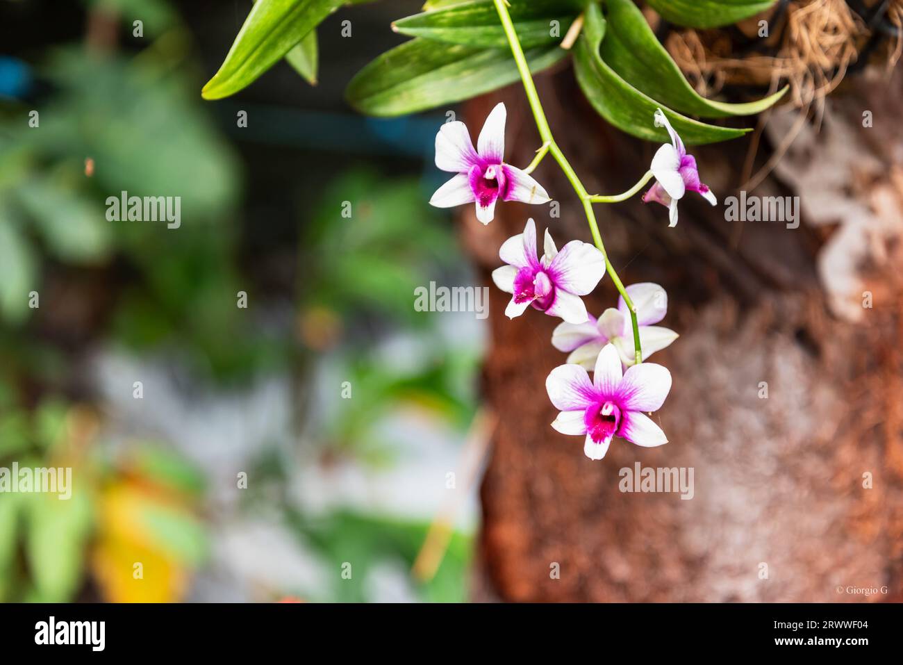 Nahaufnahme der weißen und rosa Orchidee Stockfoto