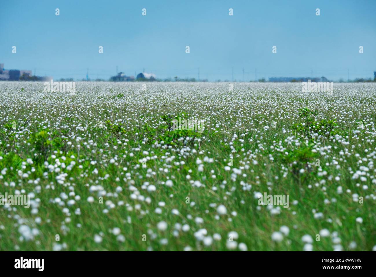 Kiritappu-Feuchtgebiet und Baumwollgras Stockfoto