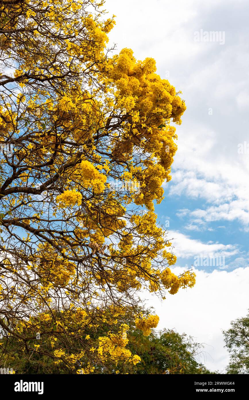 Blick auf den blühenden gelben „ipê“-Baum in Brasilien Stockfoto