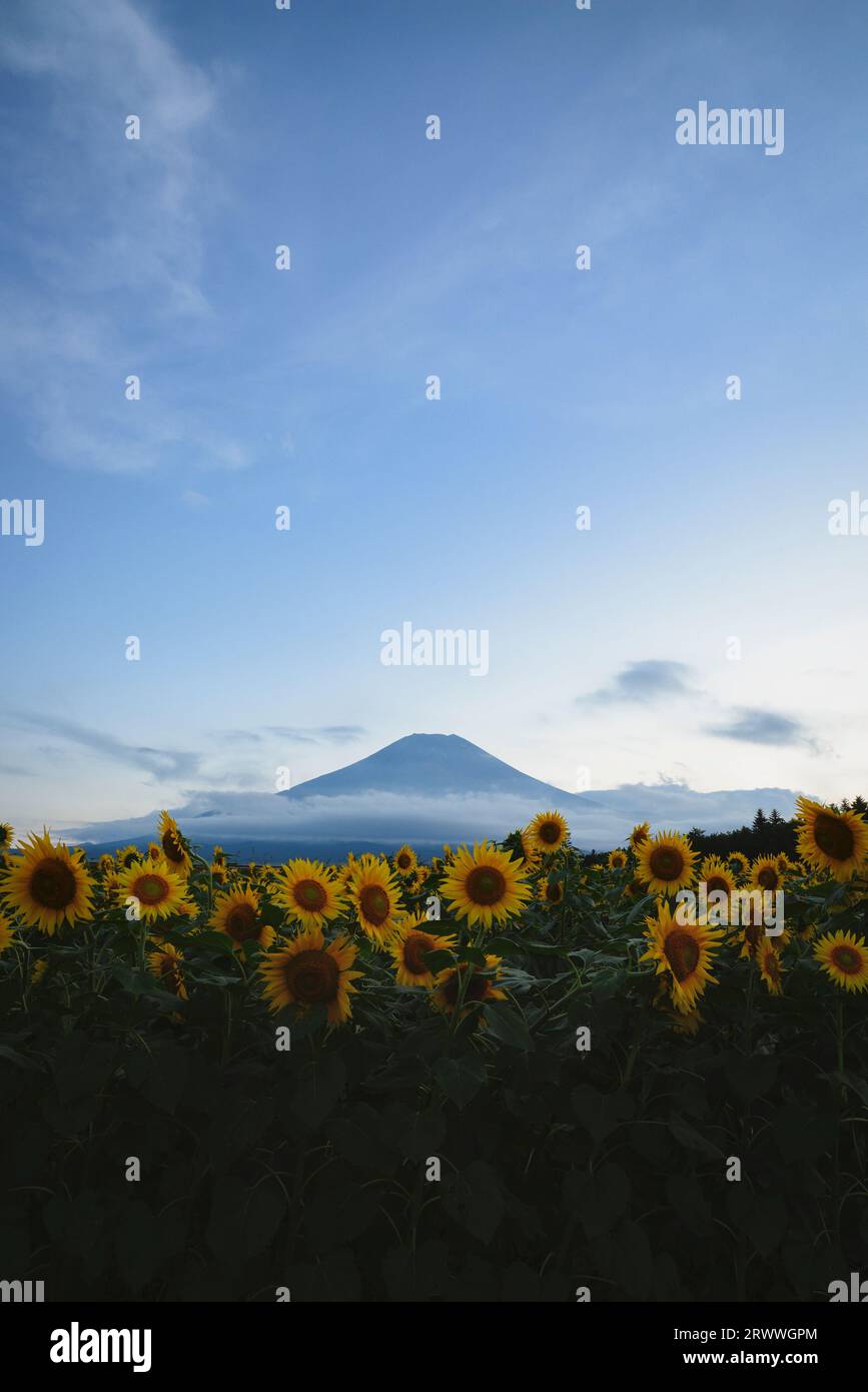 Sonnenblumenfeld und Mt. Fuji vom Hana-no-miyako Park Stockfoto