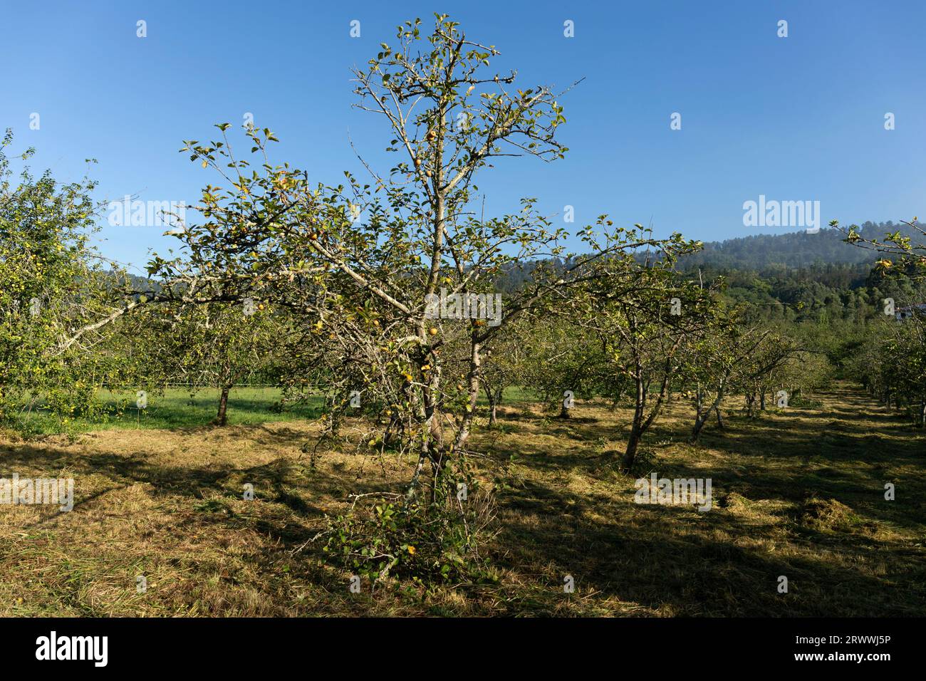Europa, Spanien, Baskenland, Usurbil, ein Obstbau für Äpfel in Sagardotegi (traditionelle Apfelhäuser) Stockfoto