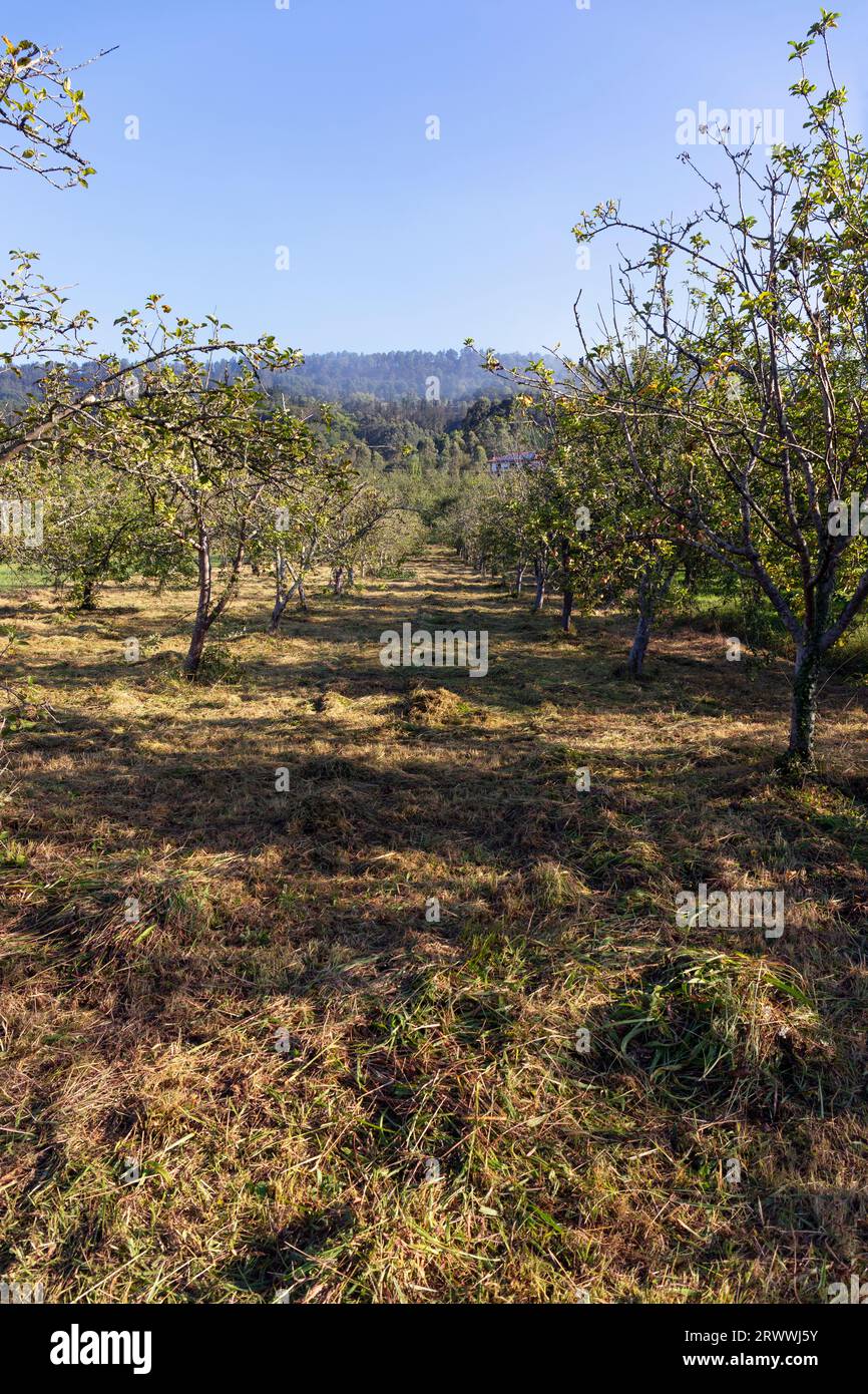 Europa, Spanien, Baskenland, Usurbil, ein Obstbau für Äpfel in Sagardotegi (traditionelle Apfelhäuser) Stockfoto